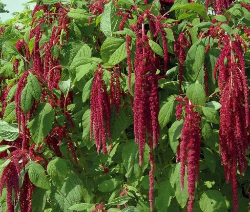 Amaranth Love Lies Bleeding Annual Cut Flower Heirloom Non Gmo 1000 Seeds for Garden Planting