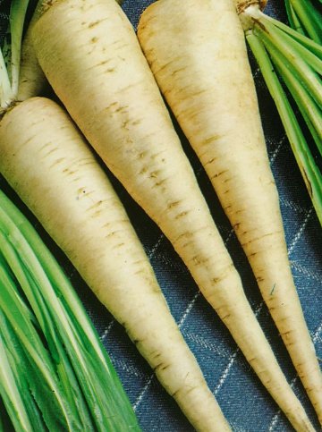 Parsley Hamburg Rooted Herb Heirloom Non Gmo 500 Seeds for Garden Planting