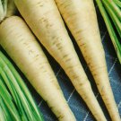 Parsley Hamburg Rooted Herb Heirloom Non Gmo 500 Seeds for Garden Planting