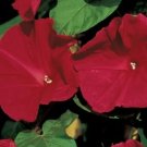 Morning Glory Scarlet O' Hara Flower Annual Climbing Non Gmo 30 Seeds for Garden Planting