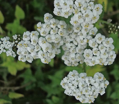 Yarrow White Achillea Flower Heirloom Non Gmo 2000 Seeds for Garden Planting