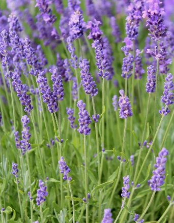 English Lavender Herb Fragrant Scent Vegetable Heirloom Non Gmo 100 Seeds for Garden Planting