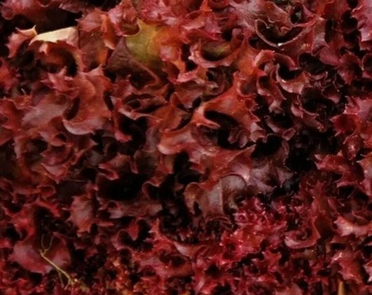 Ruby Red Lettuce Heirloom Non Gmo 600 Seeds for Garden Planting