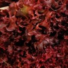 Ruby Red Lettuce Heirloom Non Gmo 600 Seeds for Garden Planting