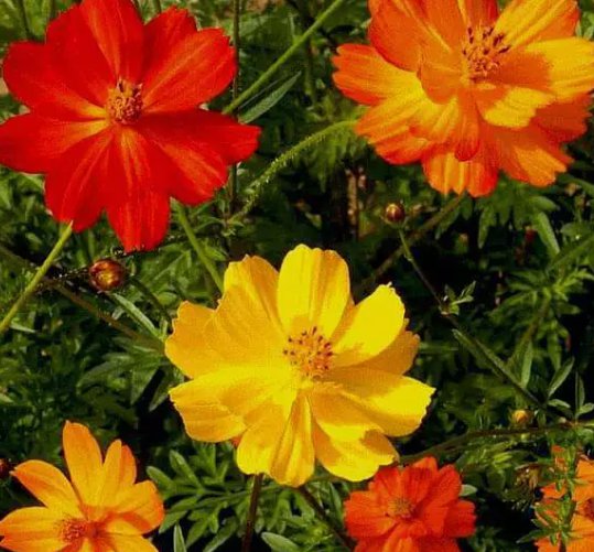 Cosmos Bright Lights ANNUAL Mix Cut Flower Heirloom Non Gmo 100 Seeds for Garden Planting