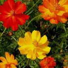 Cosmos Bright Lights ANNUAL Mix Cut Flower Heirloom Non Gmo 100 Seeds for Garden Planting