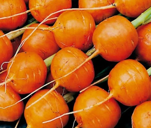 Parisian Carrot Vegetable Heirloom Non Gmo 500 Seeds for Garden Planting