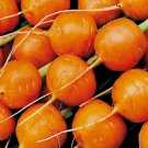 Parisian Carrot Vegetable Heirloom Non Gmo 500 Seeds for Garden Planting