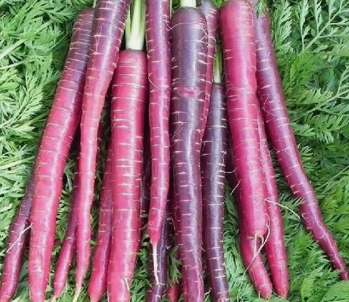 Cosmic Purple Carrot Vegetable Heirloom Non Gmo 500 Seeds for Garden Planting
