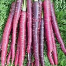 Cosmic Purple Carrot Vegetable Heirloom Non Gmo 500 Seeds for Garden Planting