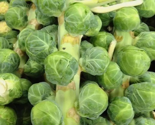 Brussel Sprouts Catskill Vegetable Heirloom Non Gmo 300 Seeds for Garden Planting