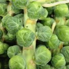 Brussel Sprouts Catskill Vegetable Heirloom Non Gmo 300 Seeds for Garden Planting