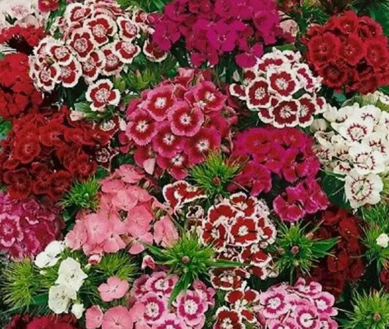 Sweet William Flower Mixed Multi Color Heirloom Non Gmo 350 Seeds for Garden Planting
