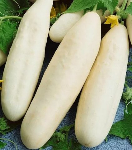 White Wonder Cucumber Heirloom Non Gmo 50 Seeds for Garden Planting