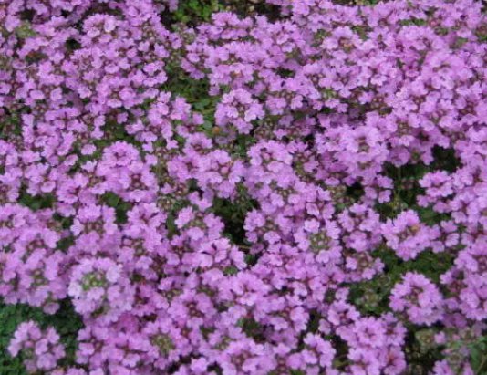 Purple Creeping Thyme Heirloom Non Gmo 500 Seeds for Garden Planting