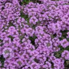 Purple Creeping Thyme Heirloom Non Gmo 500 Seeds for Garden Planting