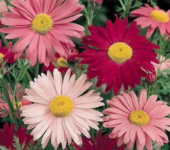 Painted Daisy Flower Heirloom Non Gmo 300 Seeds for Garden Planting