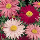 Painted Daisy Flower Heirloom Non Gmo 300 Seeds for Garden Planting