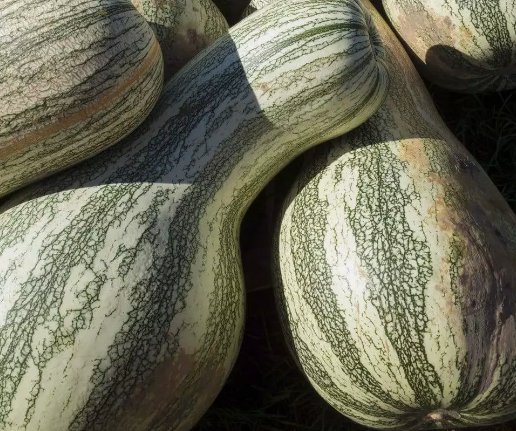 Green Striped Cushaw Pumpkin Gourd Squash Vegetable Heirloom 10 Seeds for Garden Planting