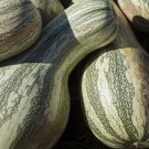 Green Striped Cushaw Pumpkin Gourd Squash Vegetable Heirloom 10 Seeds for Garden Planting