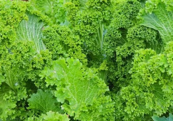 Southern Giant Curled Mustard Vegetable Heirloom 500 Seeds for Garden Planting