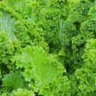 Southern Giant Curled Mustard Vegetable Heirloom 500 Seeds for Garden Planting