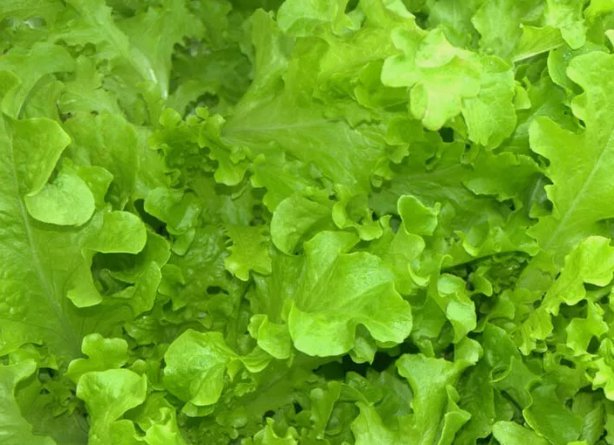 Salad Bowl Lettuce Vegetable Heirloom Non Gmo 600 Seeds for Garden Planting