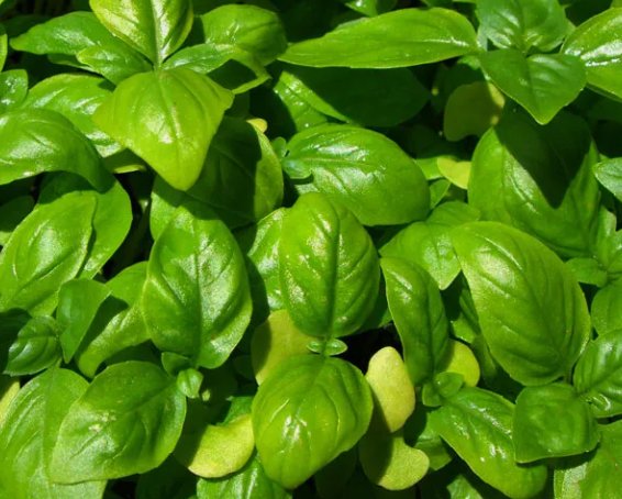 Genovese Basil Sweet Basil Herb Ocimum Basilicum Heirloom Non Gmo 500 Seeds for Garden Planting