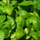 Genovese Basil Sweet Basil Herb Ocimum Basilicum Heirloom Non Gmo 500 Seeds for Garden Planting
