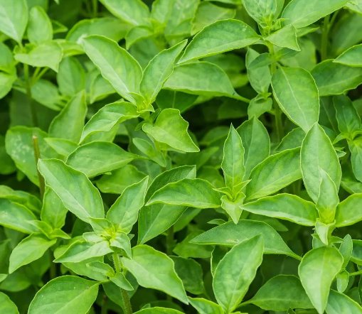 Thai Basil Asian Herb Ocimum Basilicum Vegetable Heirloom Non Gmo 250 Seeds for Garden Planting