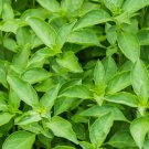 Thai Basil Asian Herb Ocimum Basilicum Vegetable Heirloom Non Gmo 250 Seeds for Garden Planting Thai Basil Asian Herb Ocimum Basilicum Vegetable Heirloom Non Gmo 250 Seeds for Garden Planting