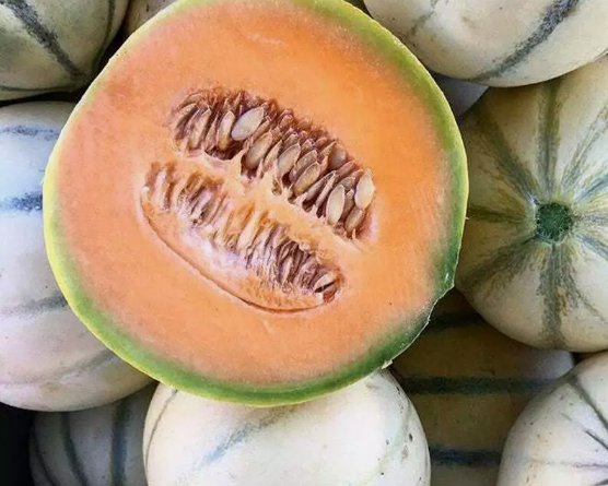 Charentais Cantaloupe French Melon Fruit Vegetable Non Gmo 25 Seeds for Garden Planting