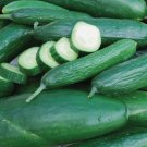 Muncher Cucumber Vegetable Heirloom Non Gmo 50 Seeds for Garden Planting
