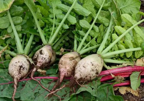 Seven Top Turnip Vegetable Heirloom Non Gmo 1000 Seeds for Garden Planting