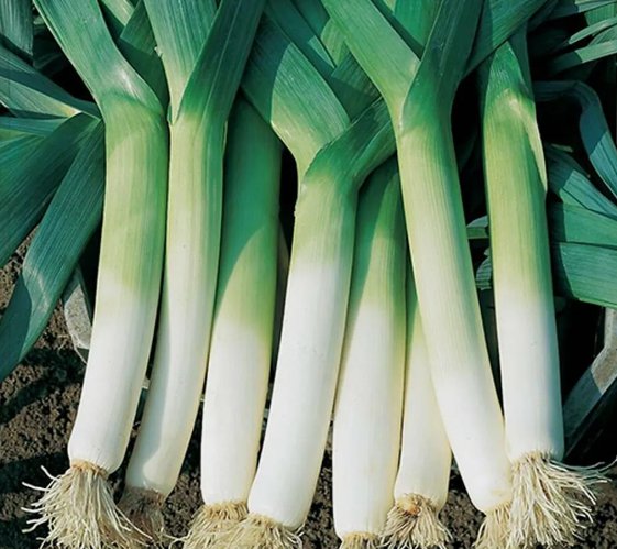 Leek American Flag Vegetable Heirloom Non Gmo 200 Seeds for Garden Planting