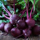 Beet Early Wonder Tall Top Vegetable Heirloom Non Gmo 100 Seeds for Garden Planting