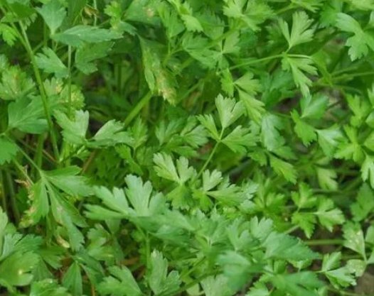 Dark Green Italian Parsley Flat Leaf Herb Vegetable Heirloom Non Gmo 1000 Seeds for Garden Planting