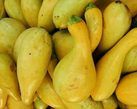 Crookneck Squash Golden Yellow Summer Vegetable Heirloom Non Gmo 30 Seeds for Garden Planting