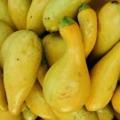 Crookneck Squash Golden Yellow Summer Vegetable Heirloom Non Gmo 30 Seeds for Garden Planting