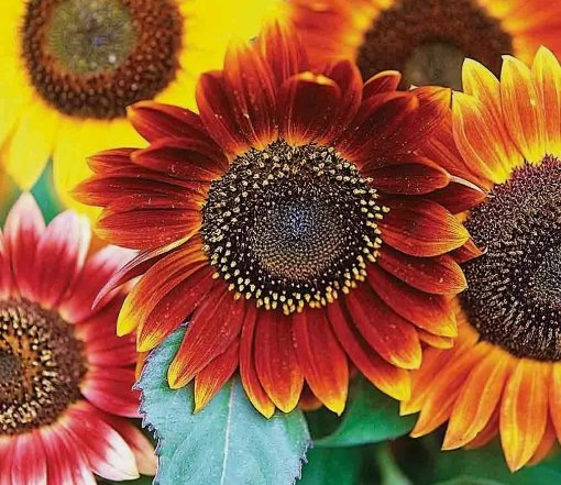 Sunflower Autumn Beauty Annual Multicolor Mix Cut Flower Vegetable  50 Seeds for Garden Planting