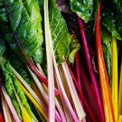 Rainbow Swiss Chard Vegetable Heirloom Non Gmo 50 Seeds for Garden Planting