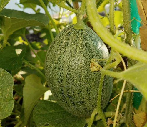 Crenshaw Melon Cantaloupe Fruit Vegetable Heirloom Non Gmo 50 Seeds for Garden Planting