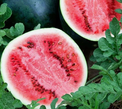 Sugar Baby Watermelon Fruit Melon Vegetable Heirloom Non Gmo 30 Seeds for Garden Planting