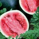 Sugar Baby Watermelon Fruit Melon Vegetable Heirloom Non Gmo 30 Seeds for Garden Planting