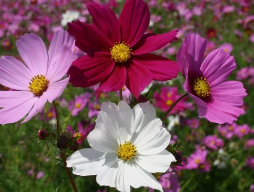 Cosmos Sensation Mix FlowerVegetable Heirloom Non Gmo 100 Seeds for Garden Planting