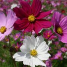 Cosmos Sensation Mix FlowerVegetable Heirloom Non Gmo 100 Seeds for Garden Planting