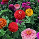 Zinnia California Giant Mix Flower Vegetable Heirloom Non Gmo 100 Seeds for Garden Planting Zinnia California Giant Mix Flower Vegetable Heirloom Non Gmo 100 Seeds for Garden Planting