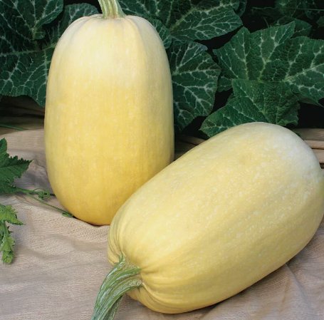 Spaghetti Squash Winter Vegetable Heirloom Non Gmo 20 Seeds for Garden Planting