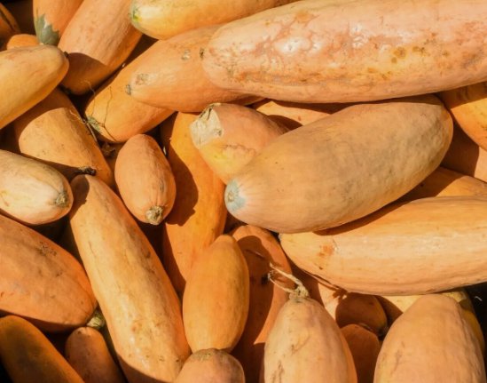 Squash Pink Banana Jumbo Winter Vegetable Non Gmo 15 Seeds for Garden Planting