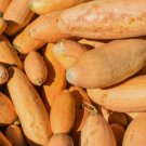 Squash Pink Banana Jumbo Winter Vegetable Non Gmo 15 Seeds for Garden Planting